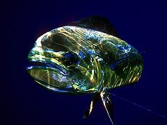 Mahi Tough, Hawaii